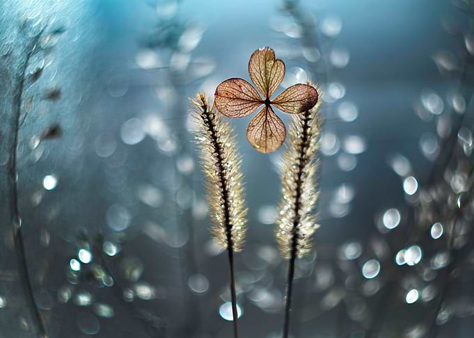 Autumn impression