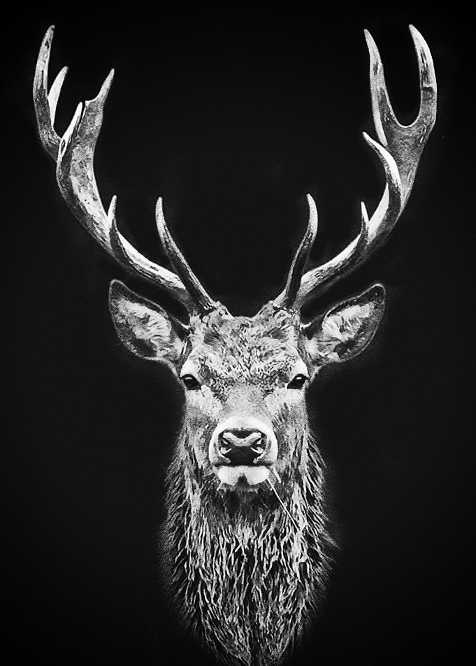 Black Deer