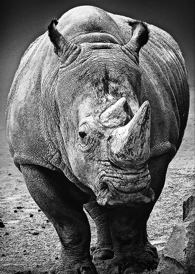 Black Rhinoceros New