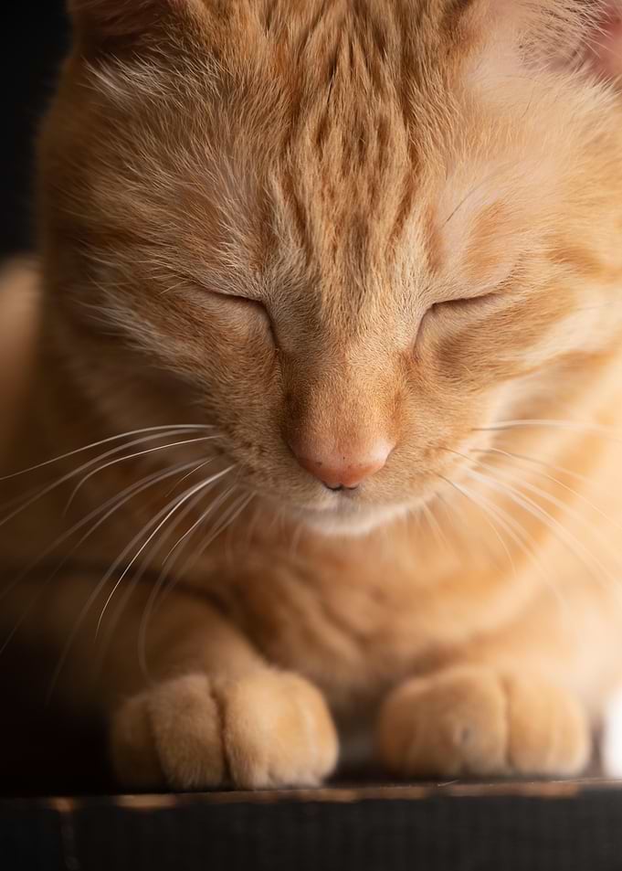 Sleepy Cat