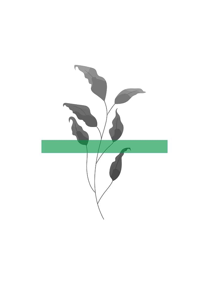 Aesthetic botanical poster