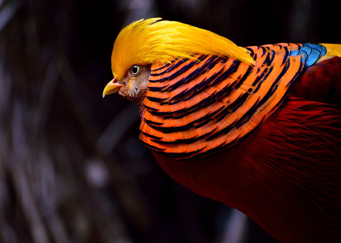 five color chicken