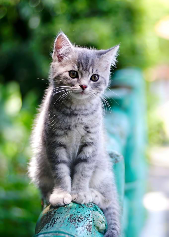 cat