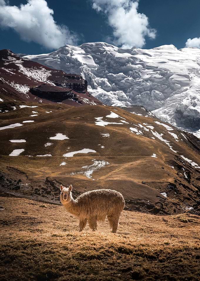 sheep and mountains