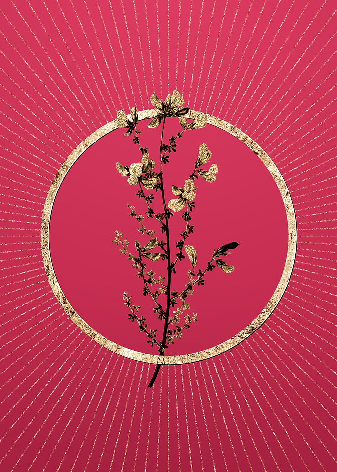 Viva Magenta Adenocarpus