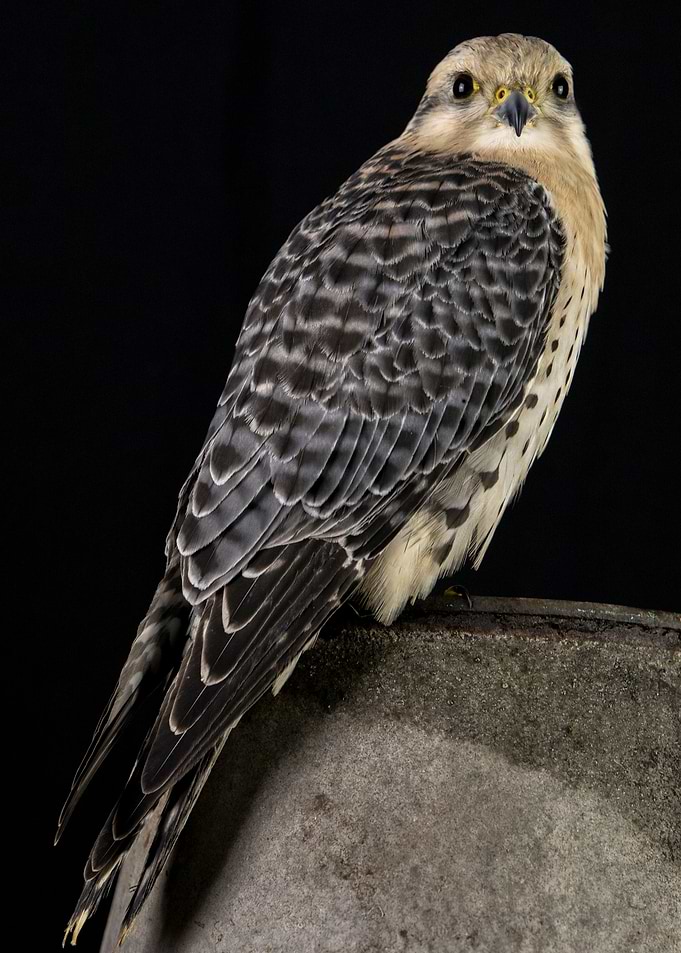 Bird on a bucket