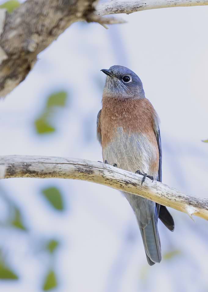 spring bird