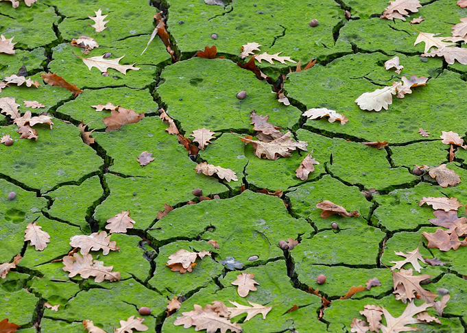 Autumn leaves, wild nature