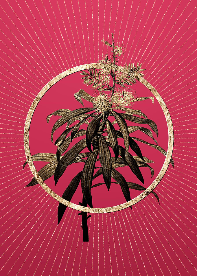 Pleomele on Viva Magenta