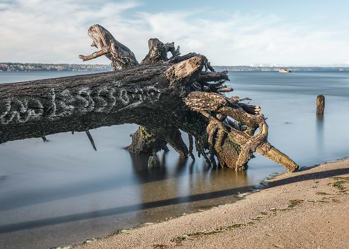 Tree art