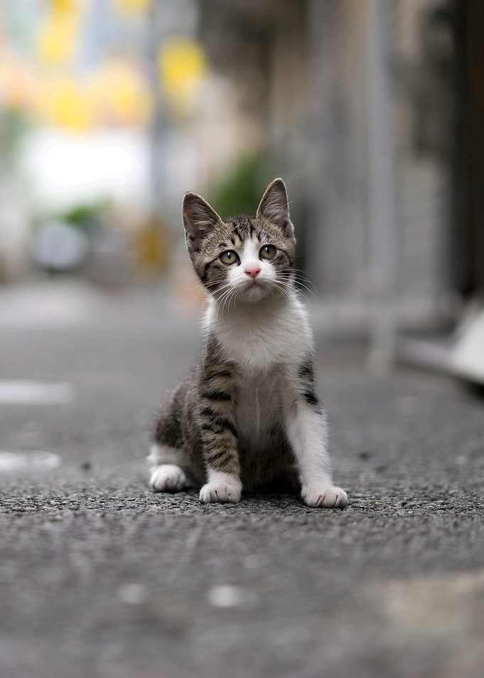 cat