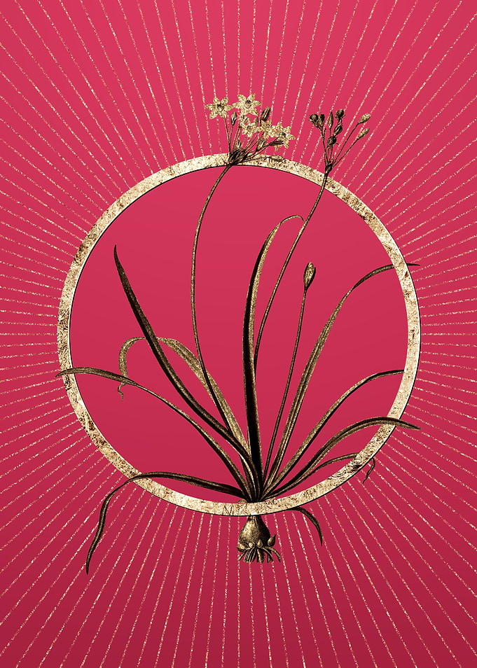 Allium Fragrans on Magenta
