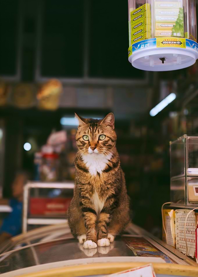 cat