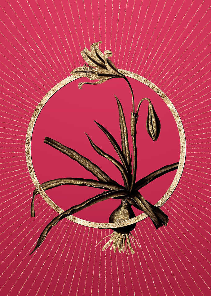 Amaryllis Broussonetii