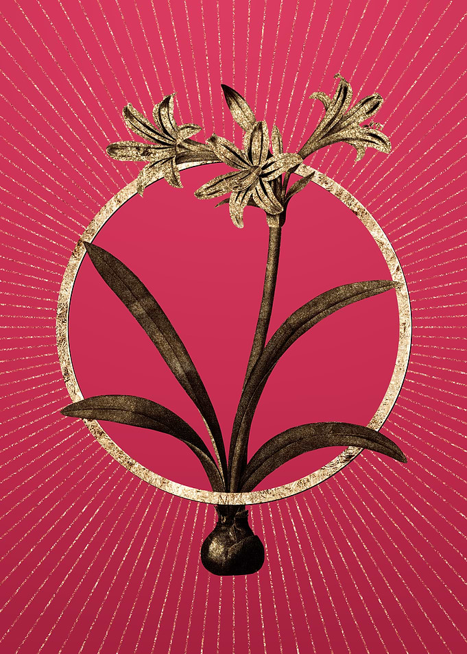 Amaryllis on Viva Magenta