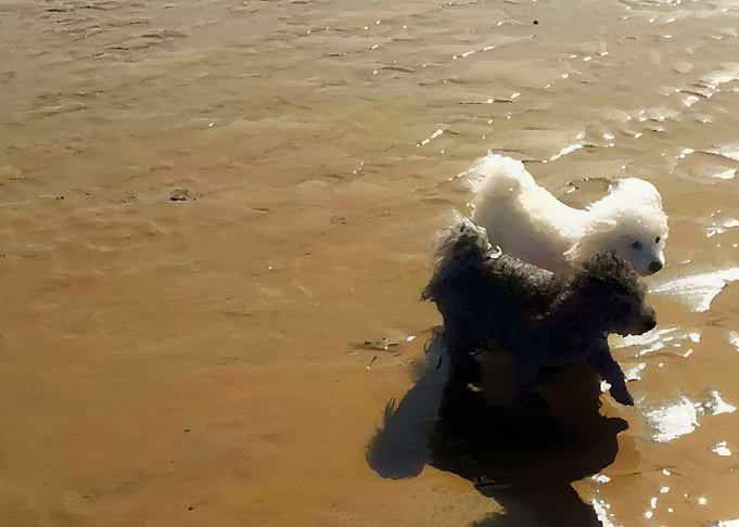 A walk on the beach