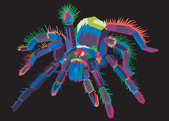 Colorful tarantula spider