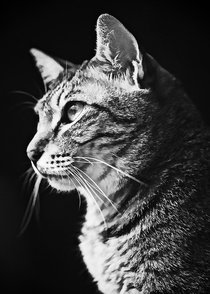 Black Cat