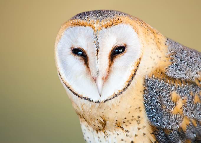 owl face heart