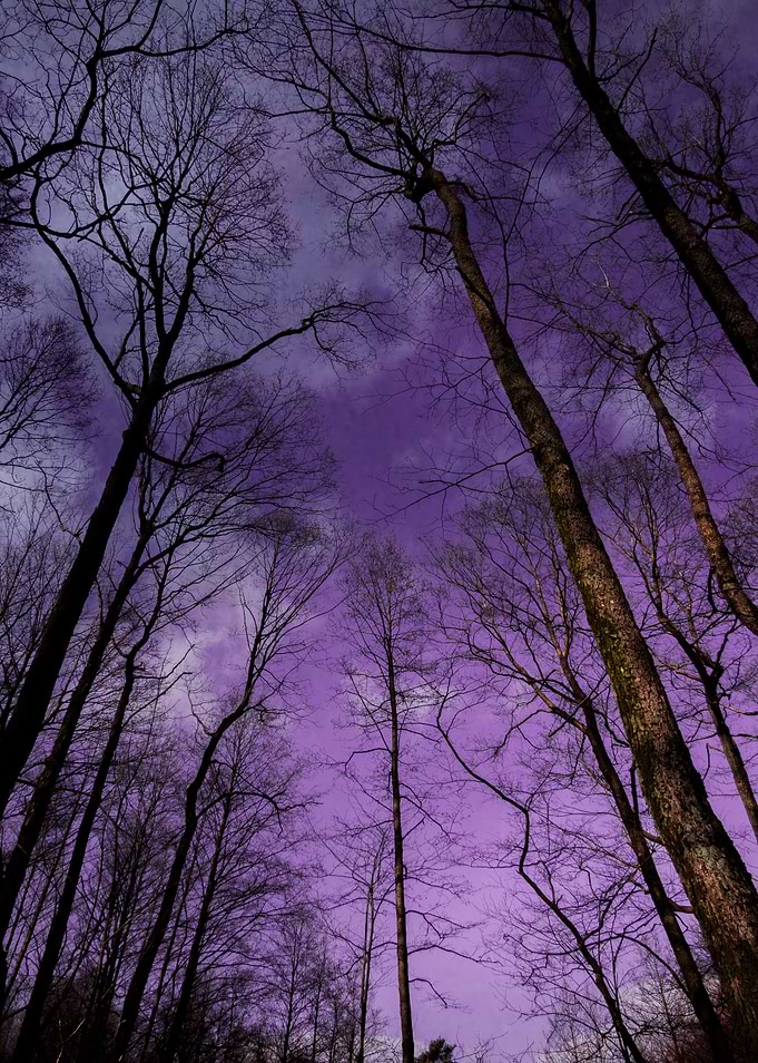 Fantasy forest