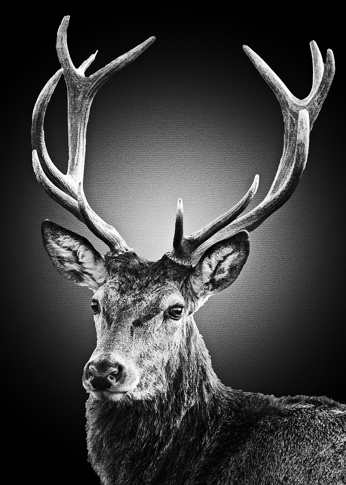 Black Deer