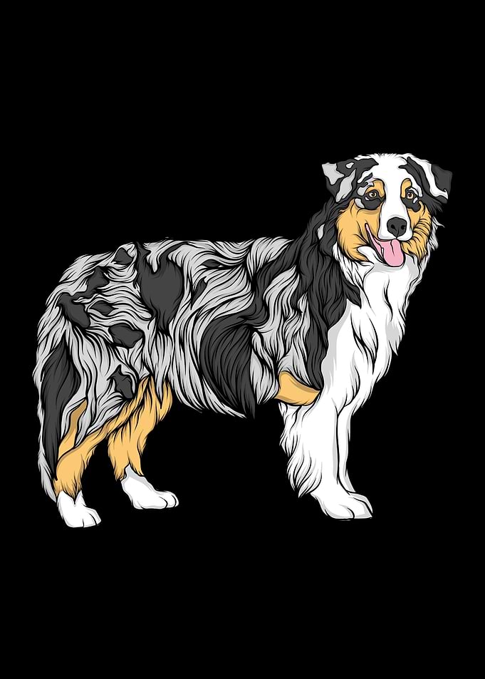 Border Collie