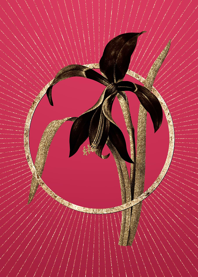 Amaryllis on Viva Magenta