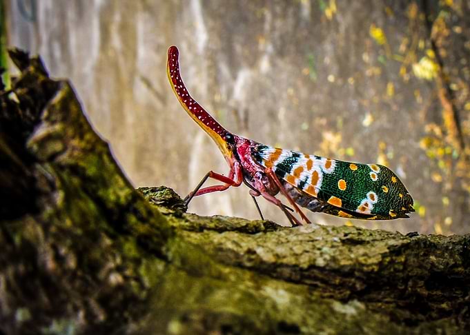 five colored insects