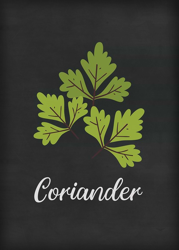 Coriander Art