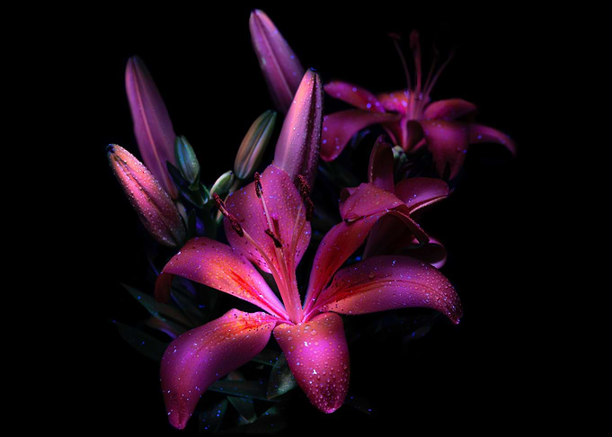 Purple Floral