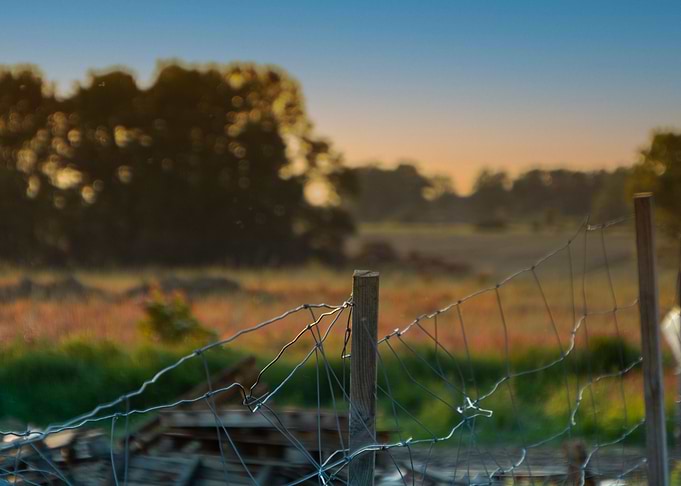 Field