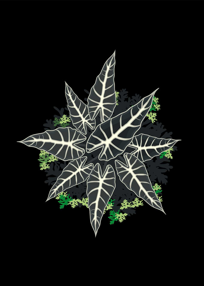 alocasia sanderiana plant