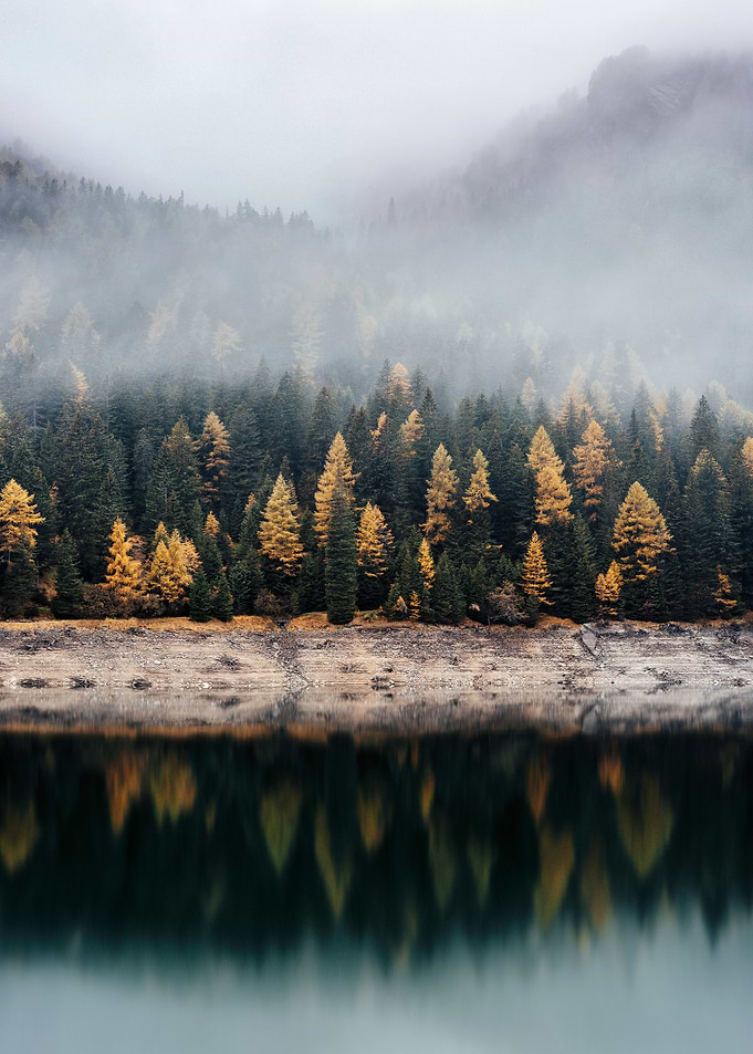 Hoh Forest Washington