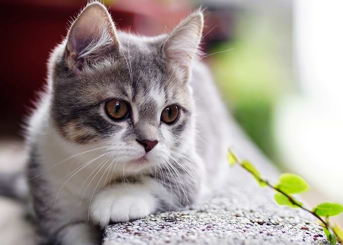 cat