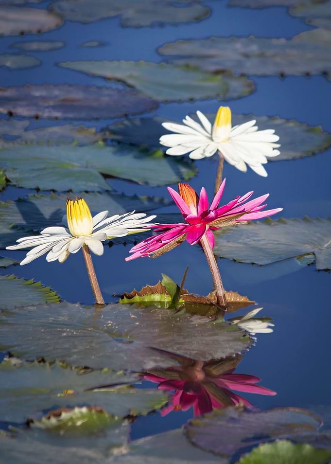 Water lily