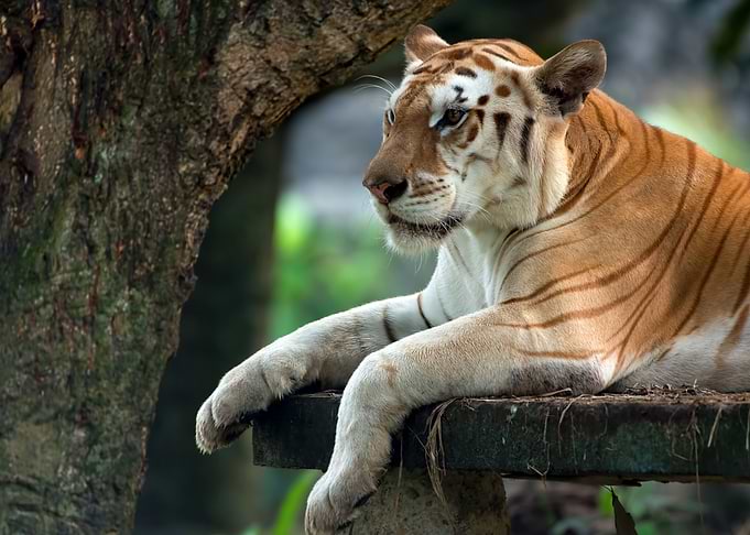 Animal