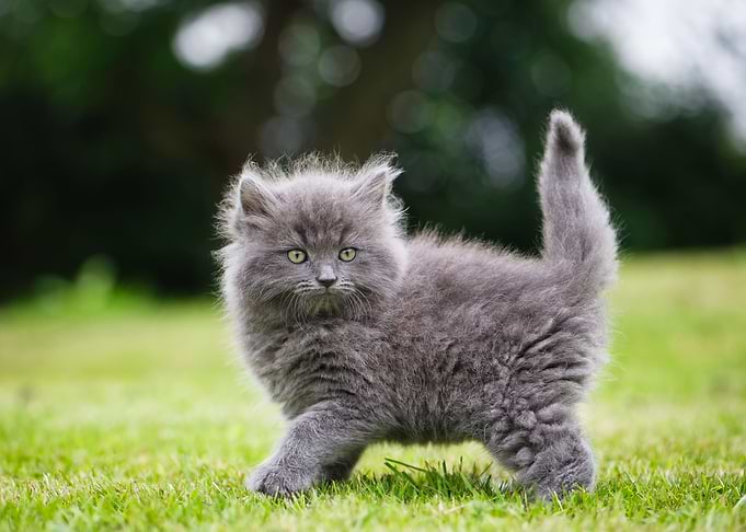 cat