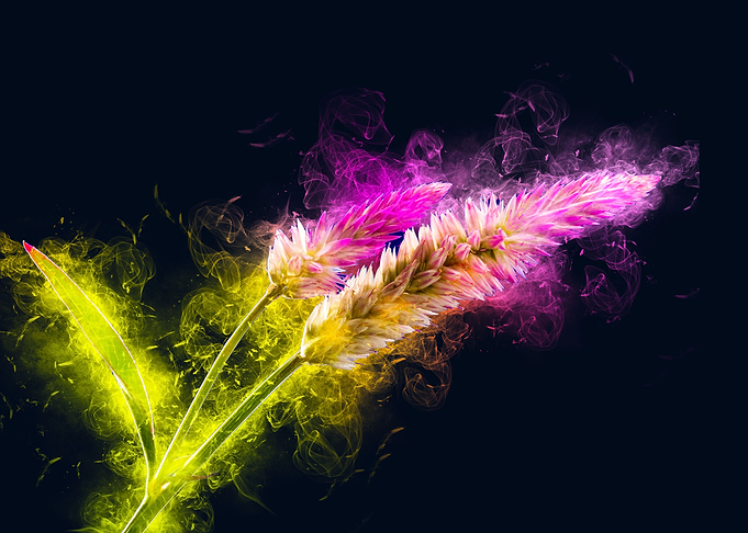 smoke flower