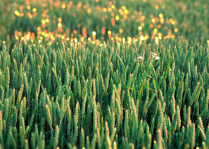 Field on summer