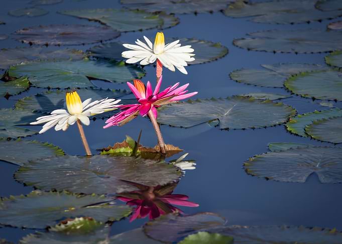 Water lily