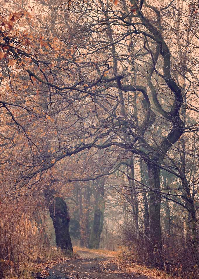 Autumn trip to the forest
