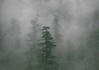 Misty Trees