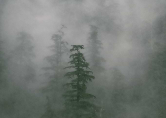 Misty Trees