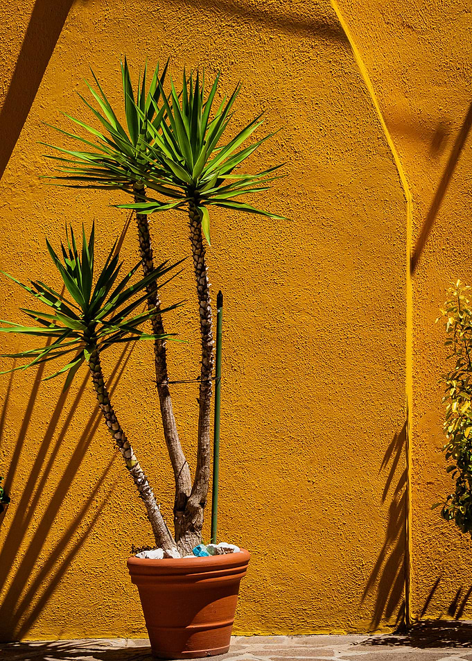 Burano Yellow I