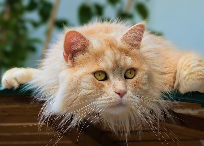 cat