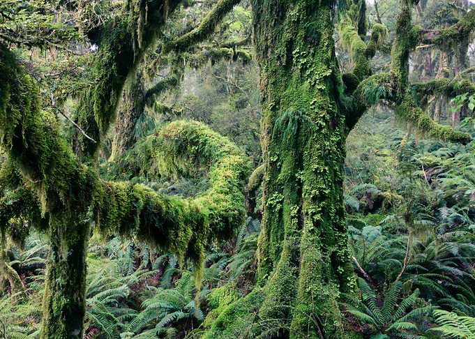 Mossy rainforest Fiordland