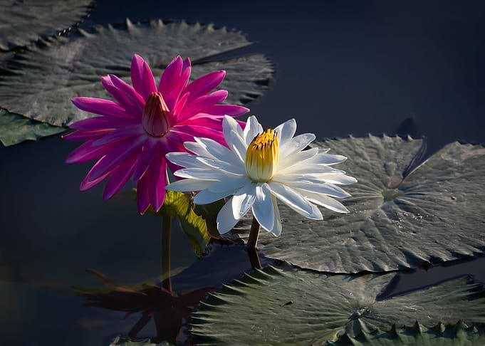 Water lily