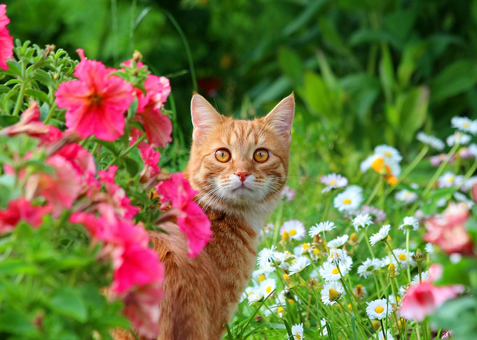 cat