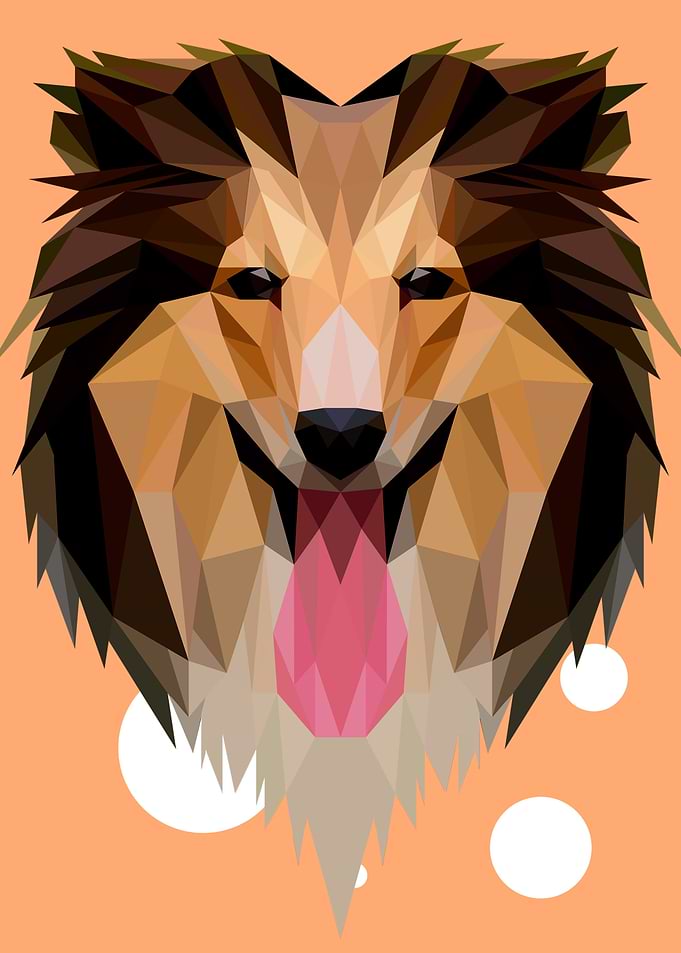 Rough Collie