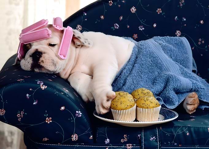 Humor Animal